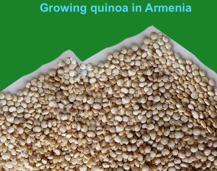 640px quinoa y
