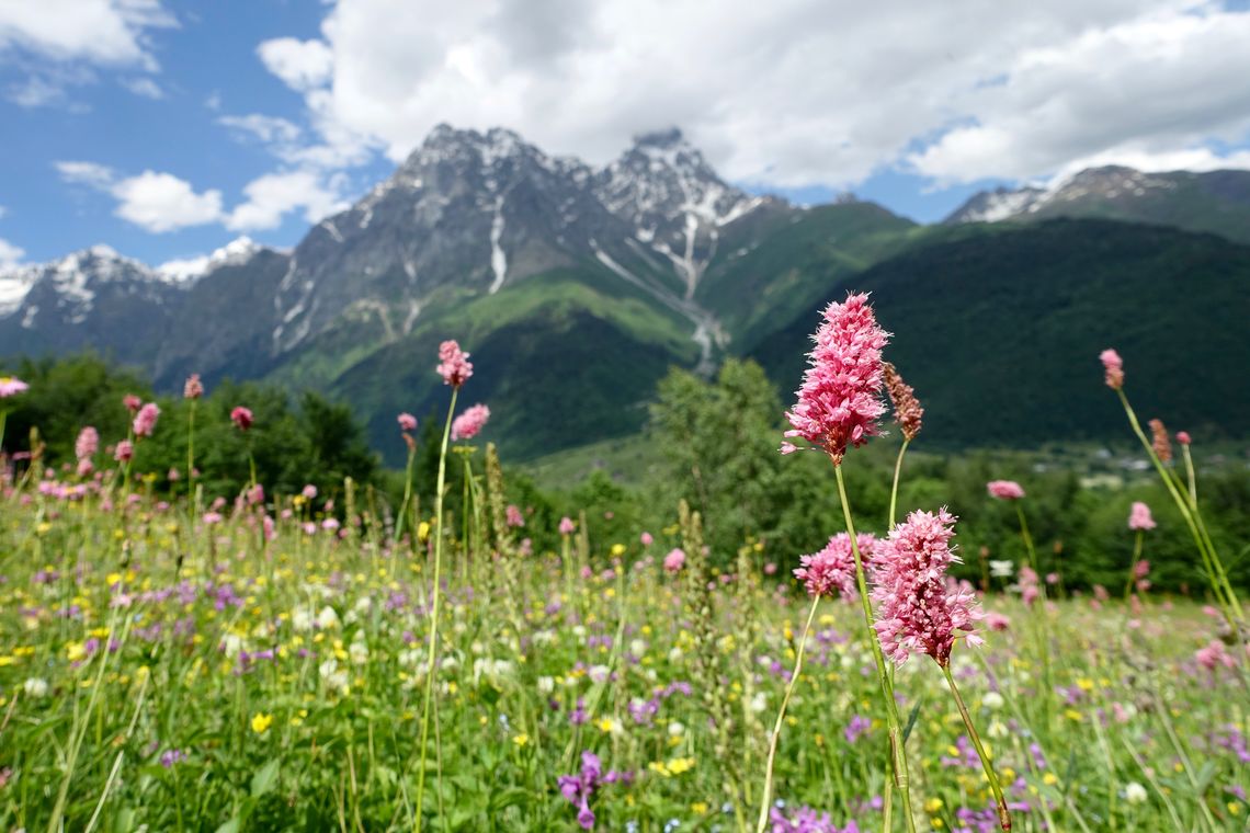 05 june wildflowers in svaneti georgia meagan neal transcaucasian trail association